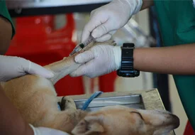 VETERINARIOS